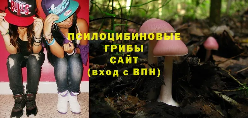 OMG как зайти  Барыш  Галлюциногенные грибы Psilocybe 